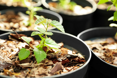 Seedlings of tree in pot, closeup. Gardening and planting