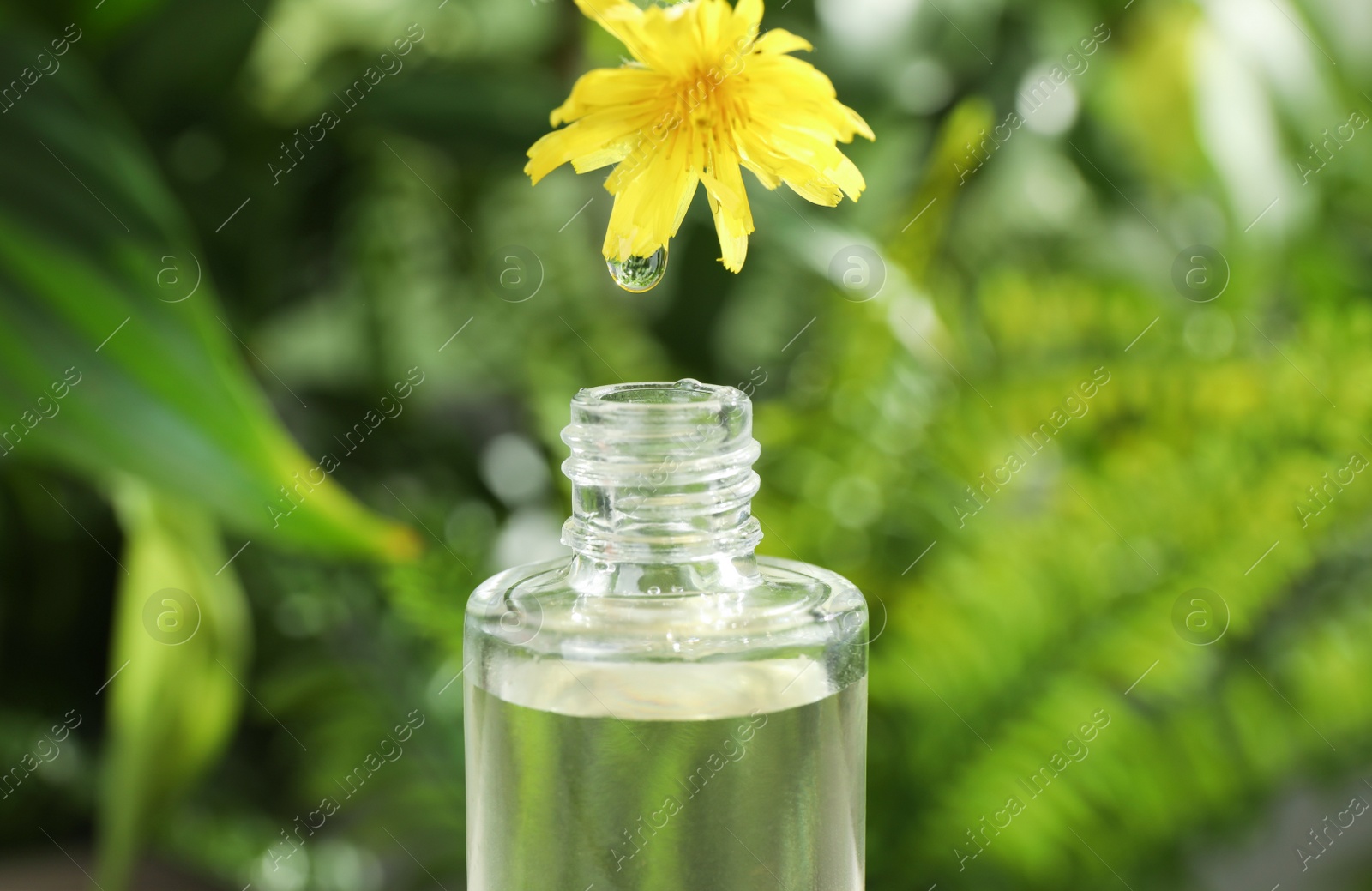 Photo of Essential oil dripping from wild flower into glass bottle on blurred background, closeup