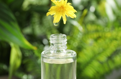 Essential oil dripping from wild flower into glass bottle on blurred background, closeup