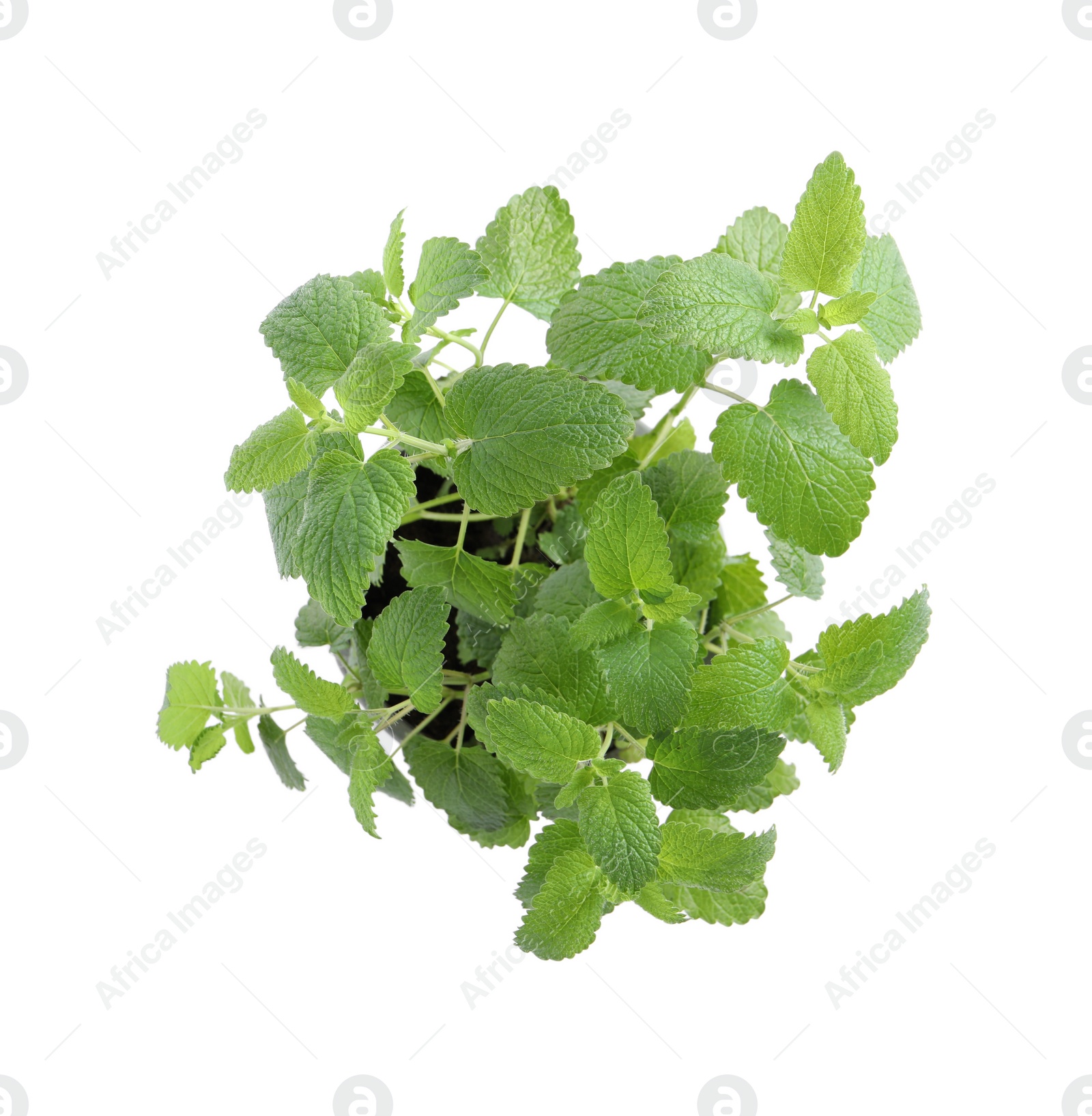 Photo of Aromatic green potted lemon balm plant isolated on white, top view