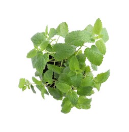 Aromatic green potted lemon balm plant isolated on white, top view