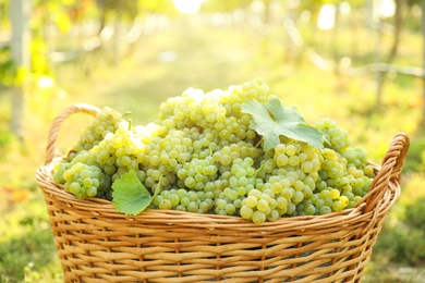 Wicker basket with fresh ripe grapes in vineyard on sunny day, closeup