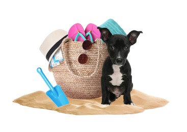 Image of Cute puppy and summer vacation items on sand against white background. Travelling with pet