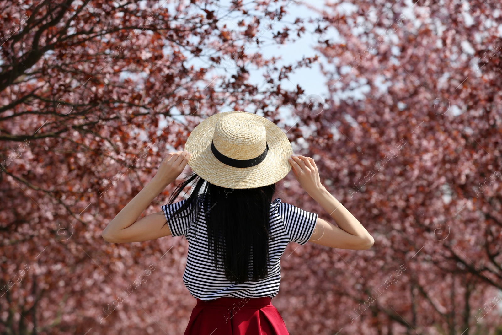 Photo of Young woman with straw hat near beautiful blossoming trees outdoors, back view. Stylish spring look