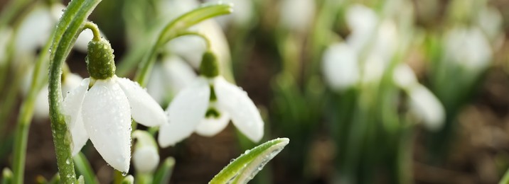 Closeup view of beautiful snowdrops growing outdoors, banner design with space for text. First spring flowers