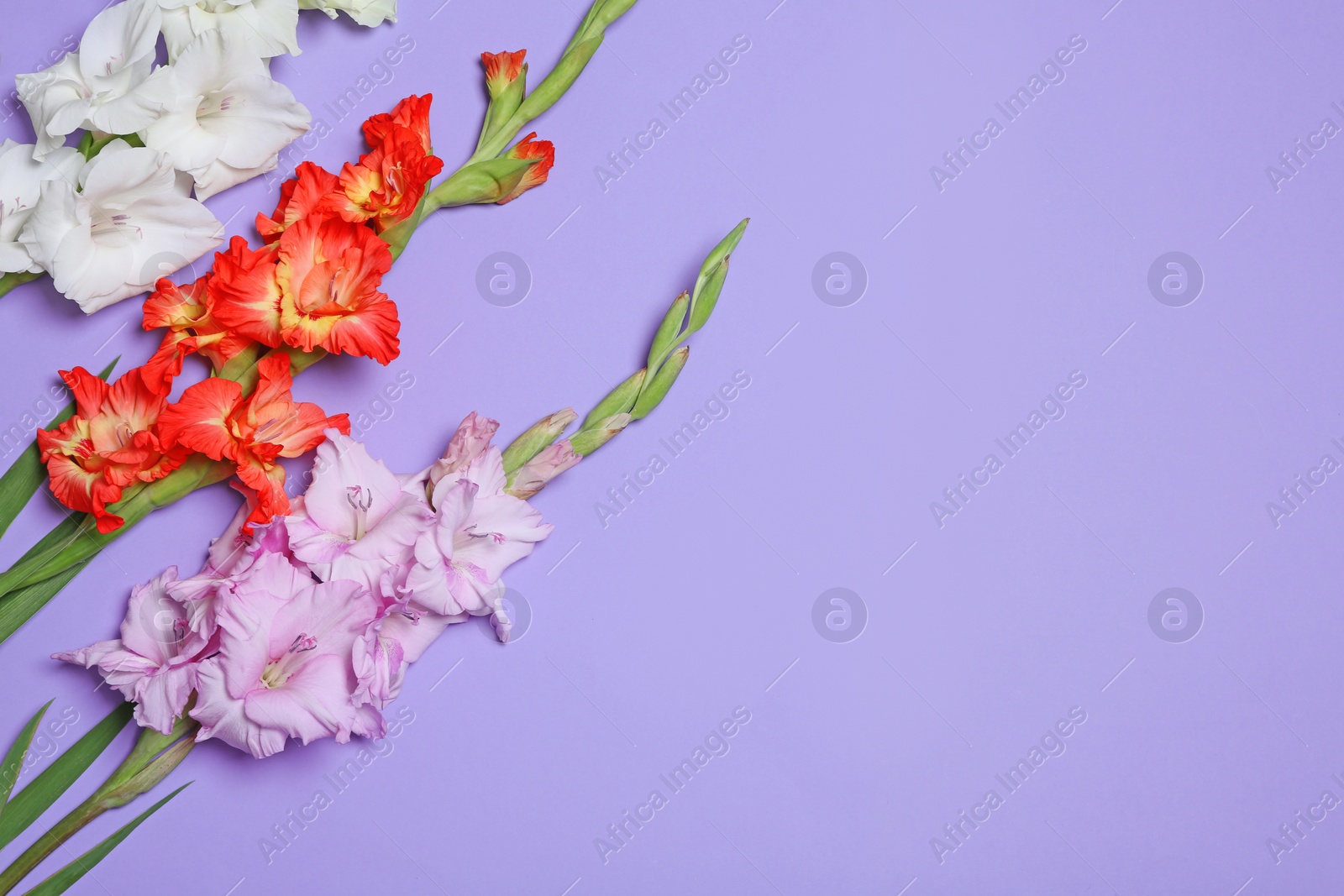 Photo of Beautiful gladiolus flowers on violet background, flat lay. Space for text