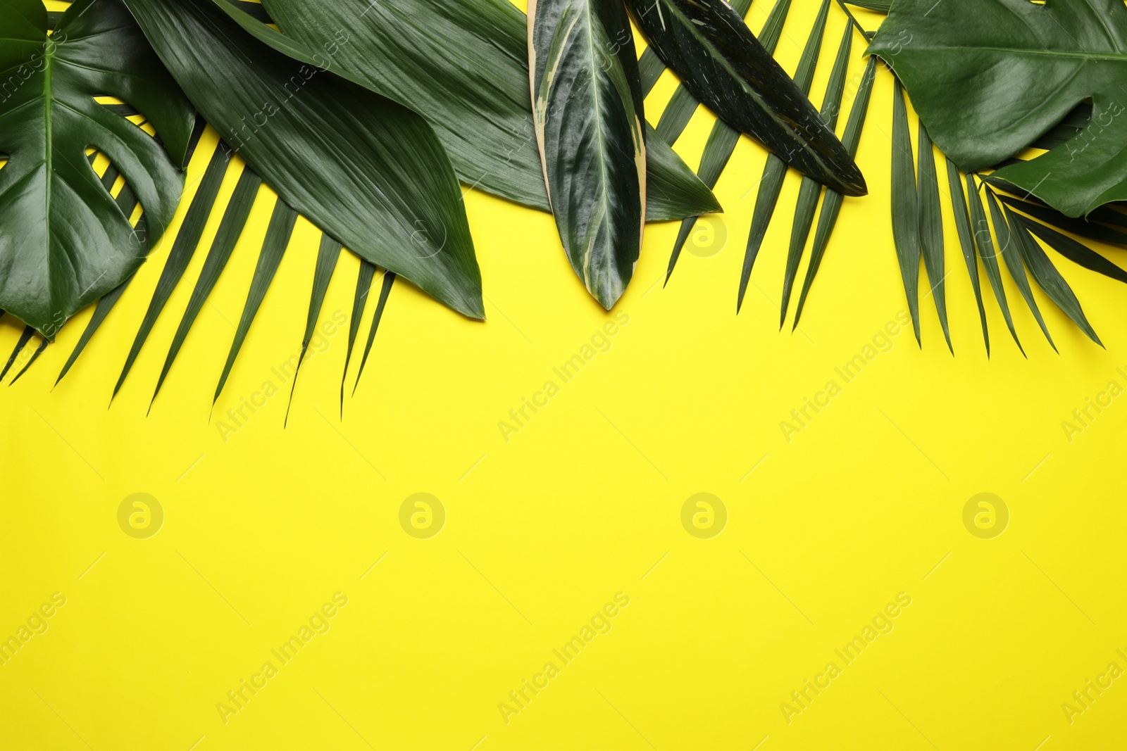 Photo of Flat lay composition with tropical leaves and space for text on color background