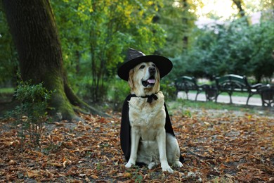 Cute Labrador Retriever dog wearing black cloak and hat in autumn park on Halloween