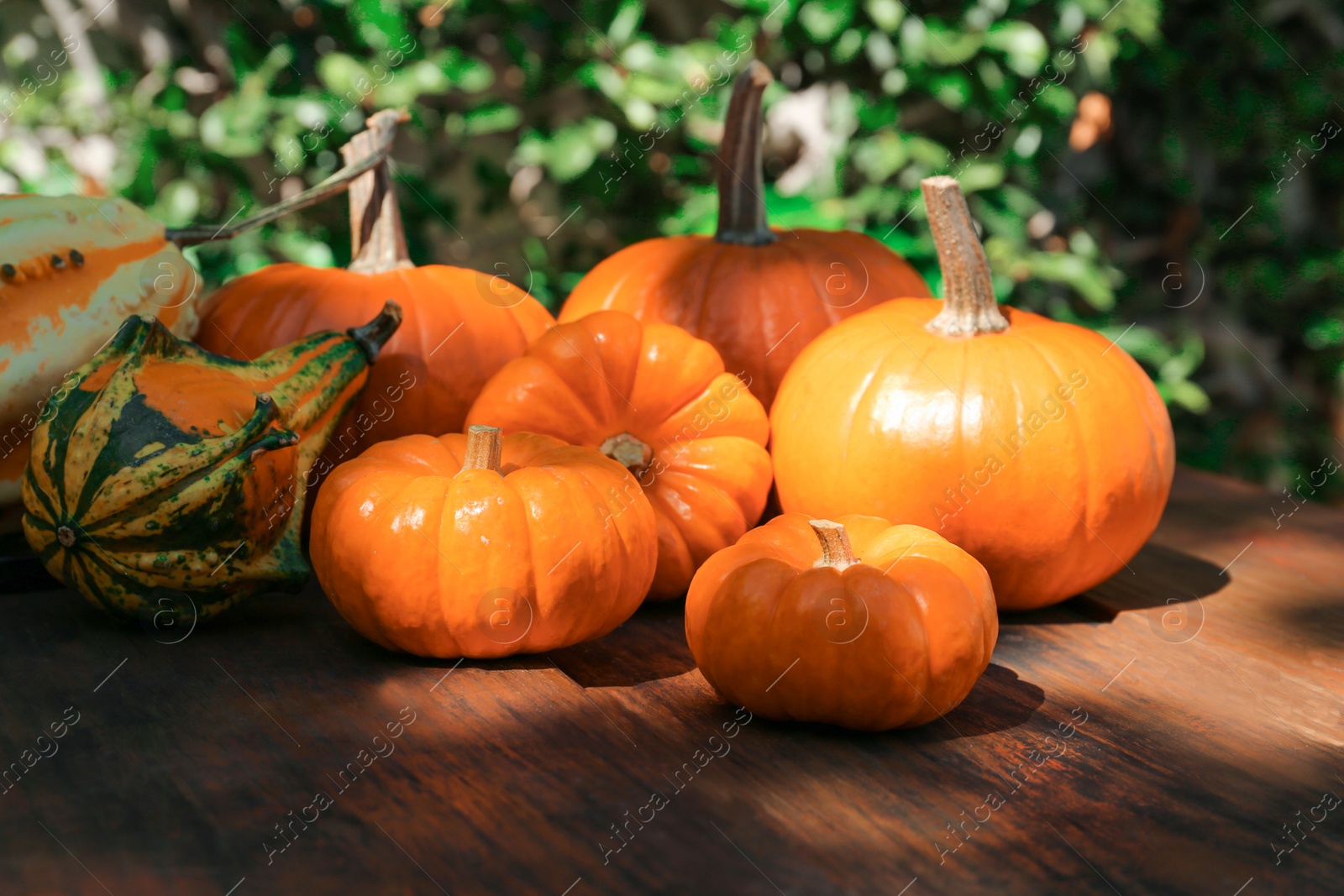 Photo of Many different ripe orange pumpkins on wooden table outdoors