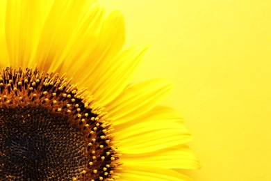 Photo of Beautiful bright sunflower on color background, top view