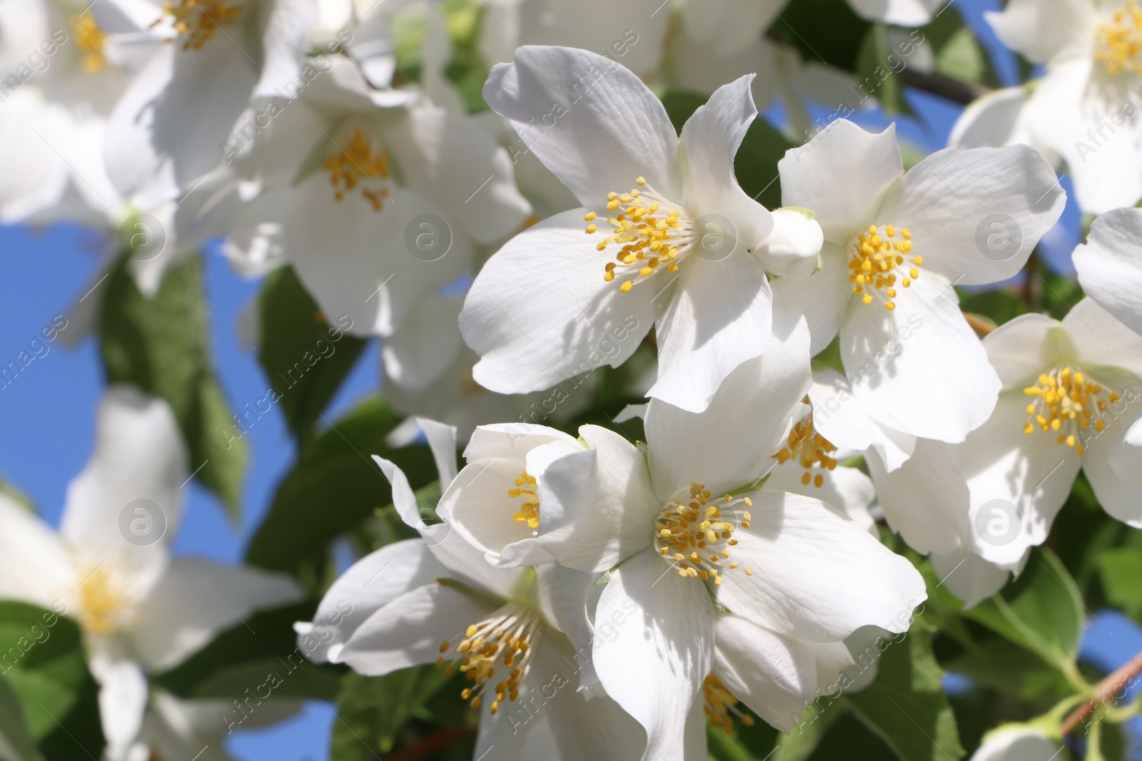 Photo of Closeup view of beautiful blooming white jasmine shrub against blue sky