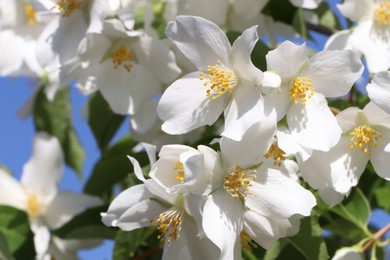 Photo of Closeup view of beautiful blooming white jasmine shrub against blue sky