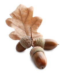 Photo of Oak twig with acorns and leaf on white background