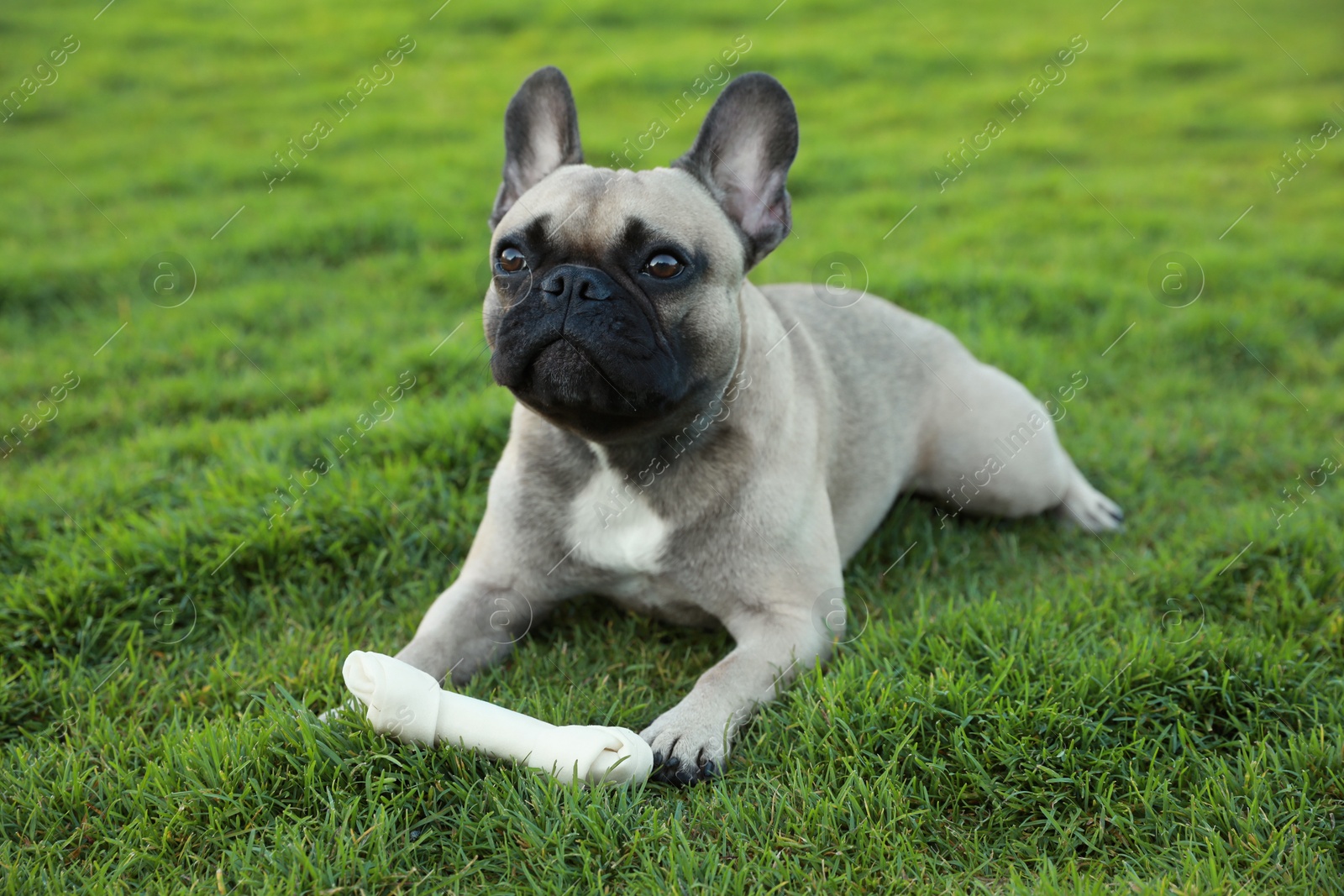 Photo of Cute French bulldog and bone treat on grass outdoors. Lovely pet