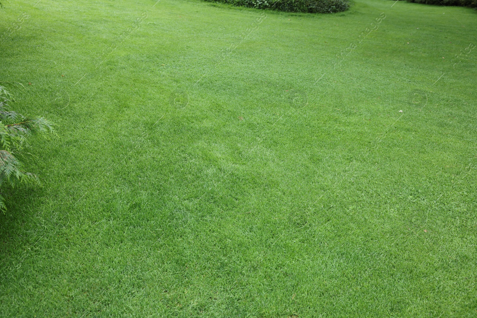 Photo of Beautiful freshly cut green lawn in park