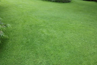 Beautiful freshly cut green lawn in park