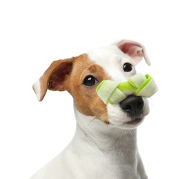 Image of Cute Jack Russell Terrier with bone dog treat on nose against white background