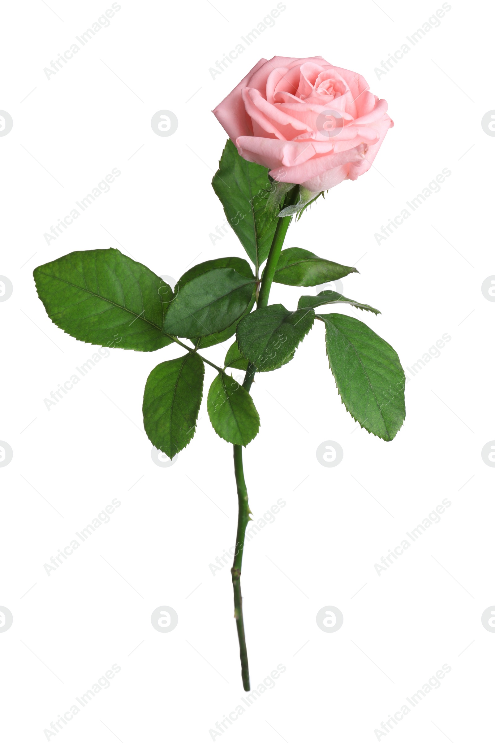 Photo of Blooming pink rose isolated on white. Beautiful flower