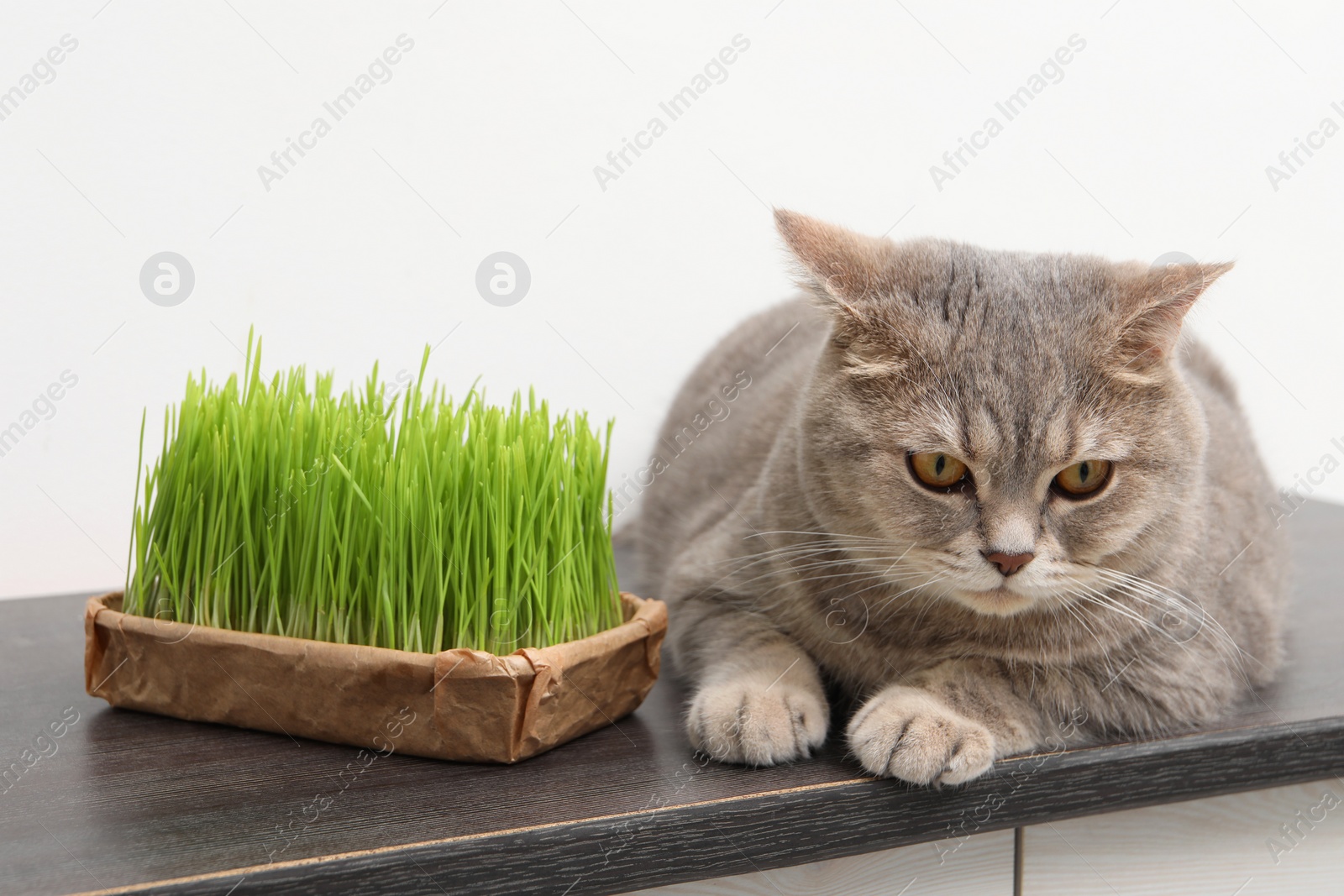 Photo of Cute cat and fresh green grass on wooden desk near white wall indoors