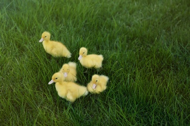 Photo of Cute fluffy goslings on green grass outdoors. Farm animals