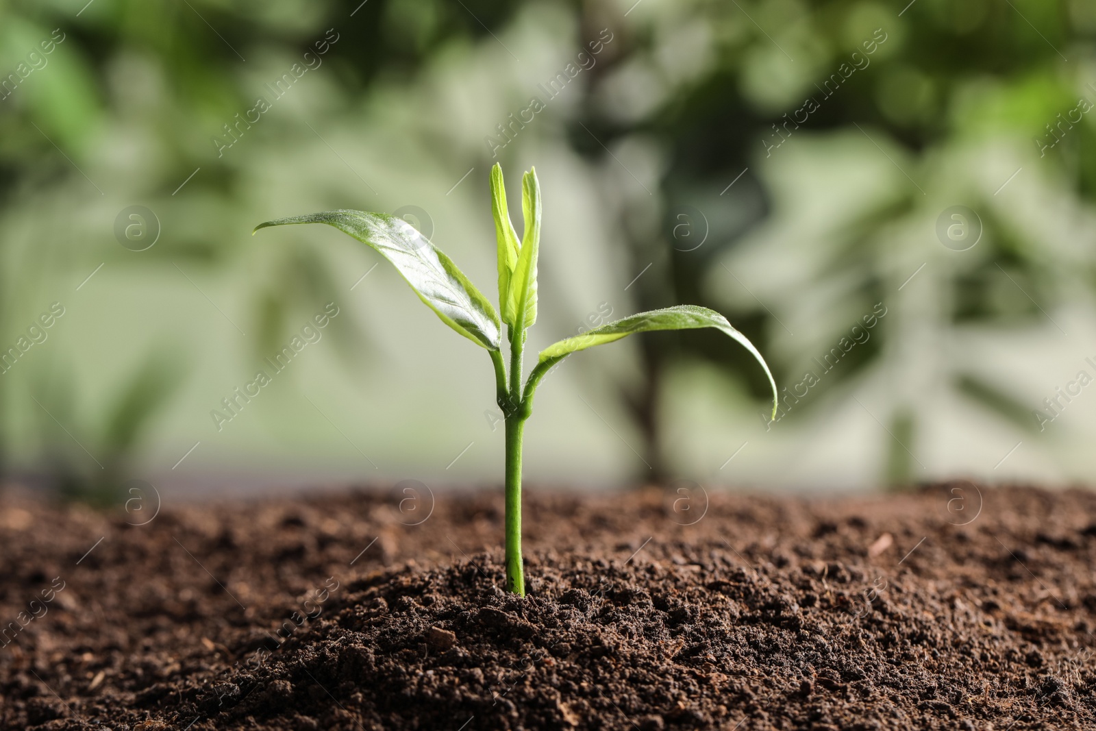 Photo of Young plant in fertile soil on blurred background, space for text. Gardening time