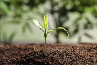 Photo of Young plant in fertile soil on blurred background, space for text. Gardening time