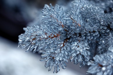 Closeup view of blue spruce in ice glaze outdoors on winter day