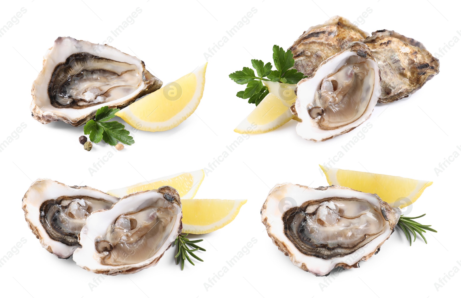 Image of Set with fresh raw oysters on white background 