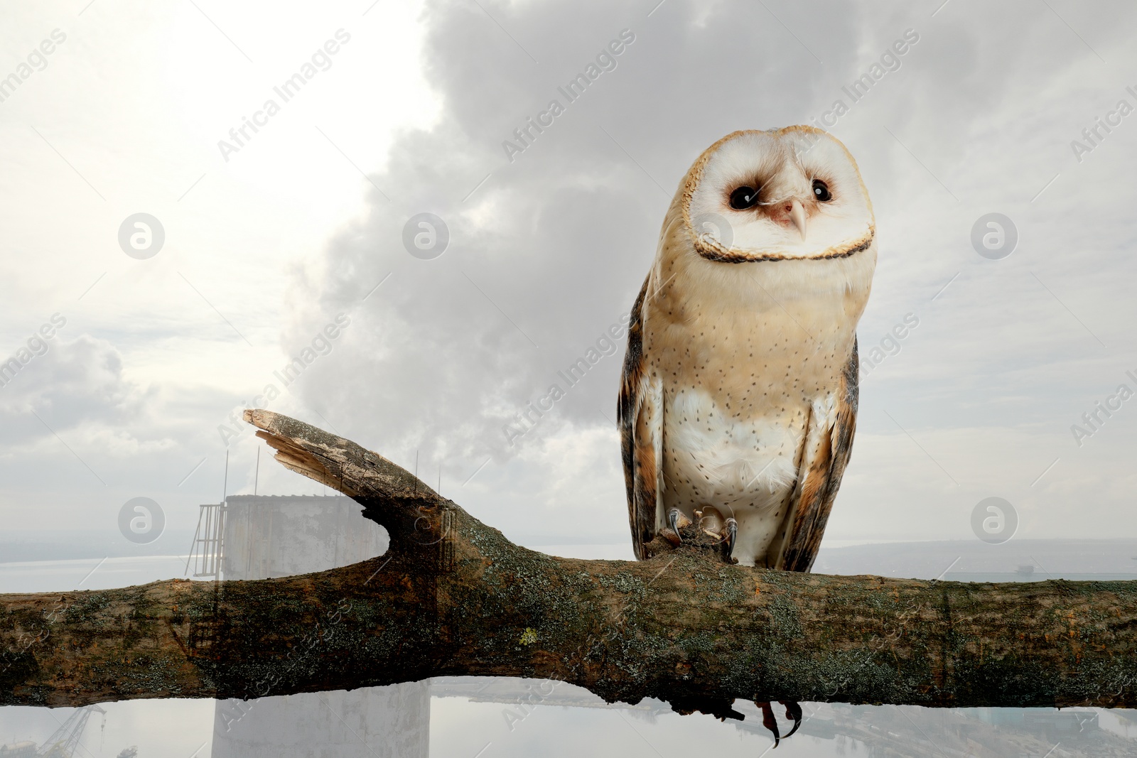 Image of Double exposure of industrial chimney with smoke and owl. Environmental pollution