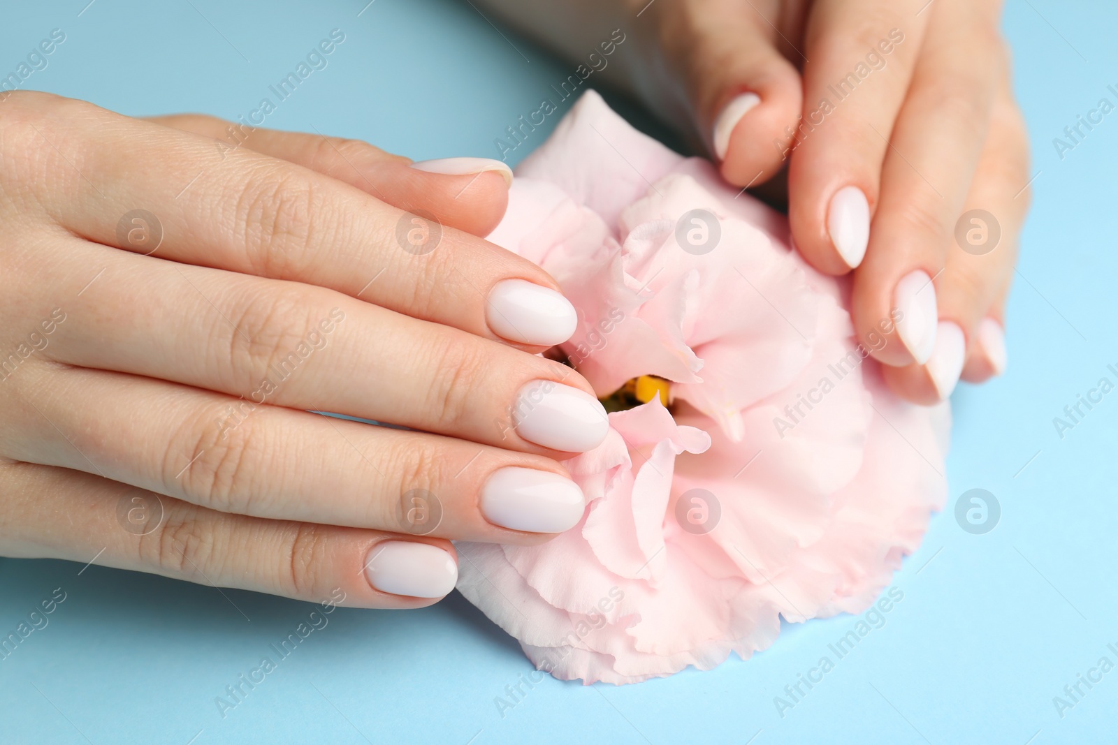 Photo of Woman with white nail polish touching pink eustoma flower on light blue background, closeup