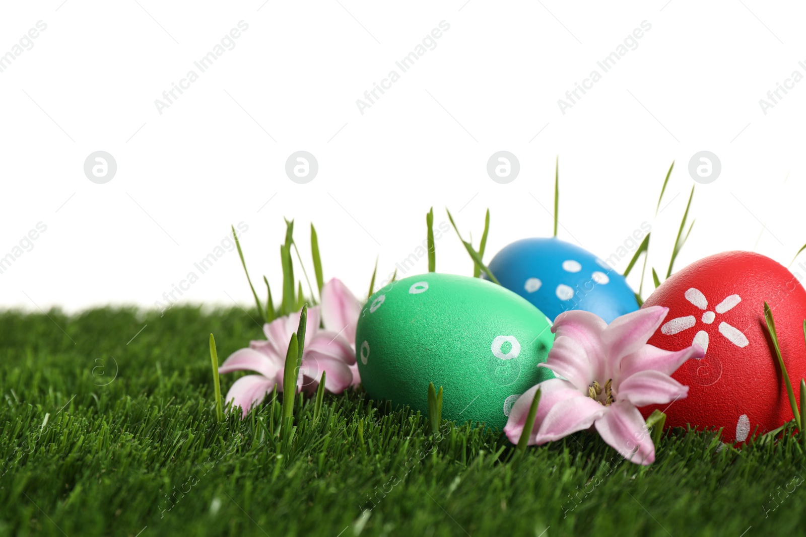 Photo of Colorful Easter eggs in green grass and flowers on white background, closeup