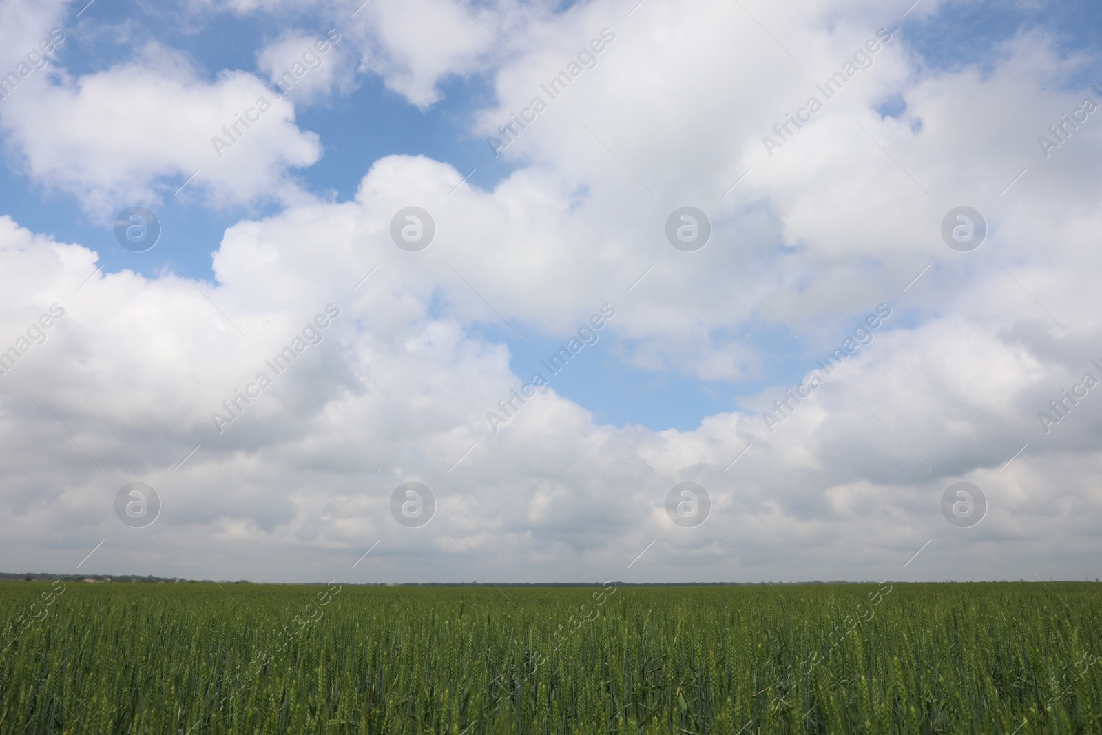 Photo of Agricultural field with ripening cereal crop under cloudy sky