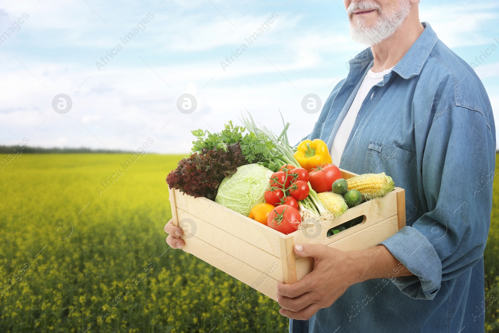 Image of Harvesting season. Farmer holding wooden crate with crop in field, closeup