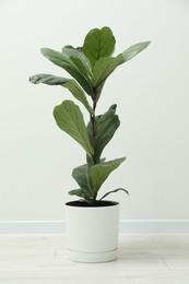 Photo of Fiddle Fig or Ficus Lyrata plant with green leaves near white wall indoors