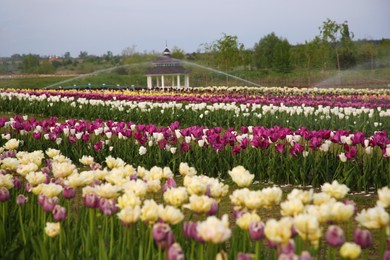 Beautiful colorful tulip flowers growing in field outdoors