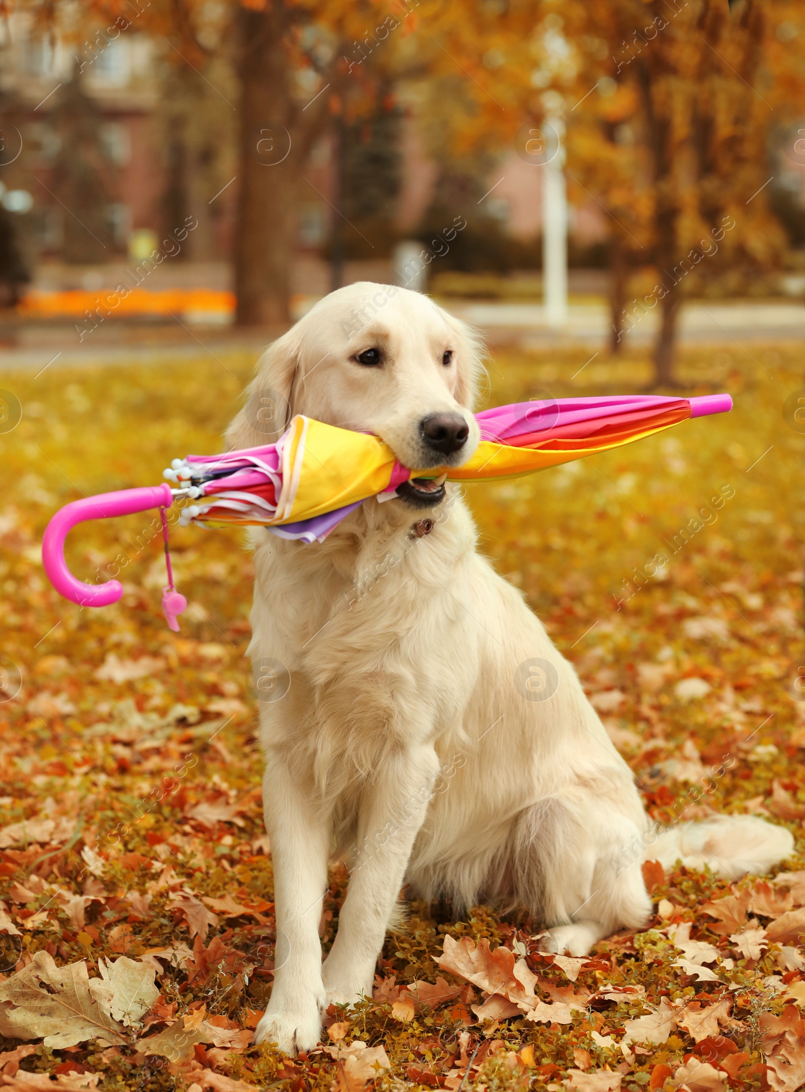 Photo of Funny Labrador Retriever holding umbrella in beautiful autumn park