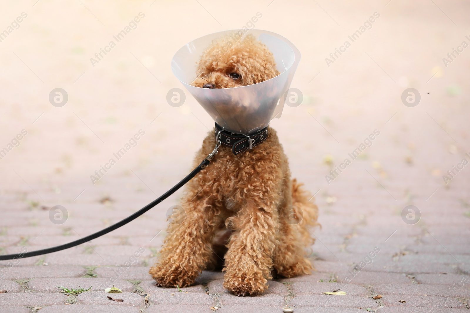 Photo of Cute Maltipoo dog with Elizabethan collar outdoors