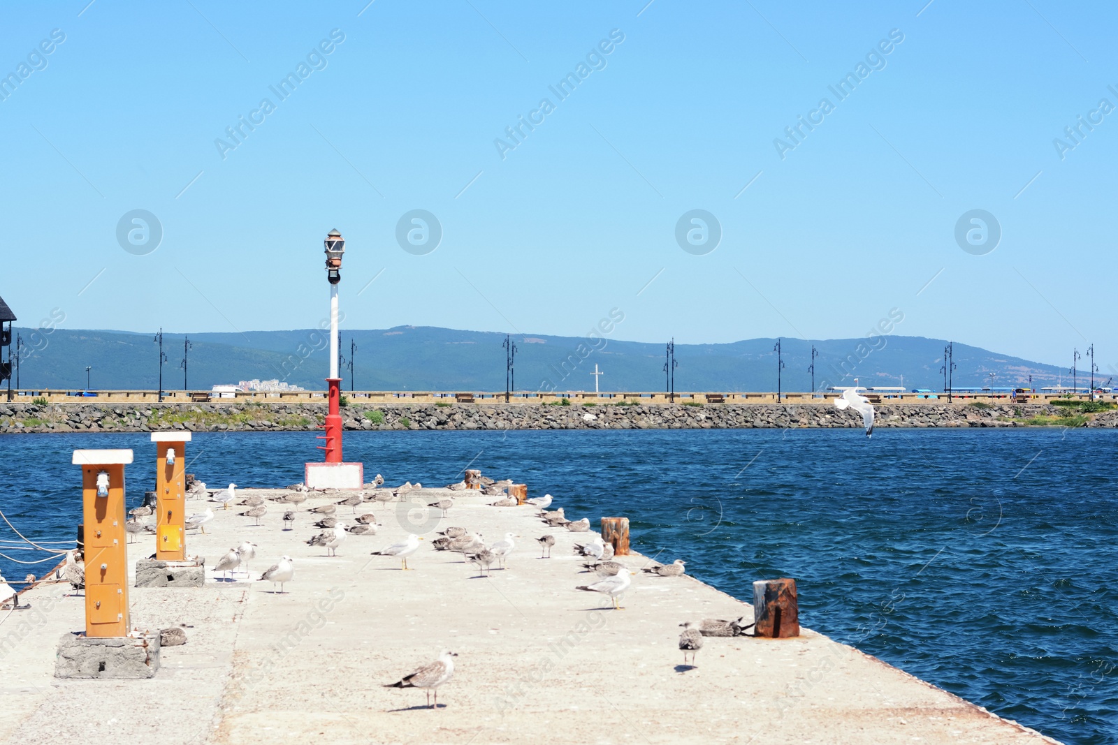 Photo of Seagulls on beautiful concrete pier near sea