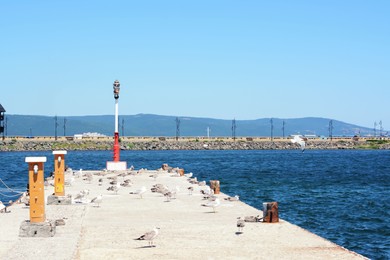 Photo of Seagulls on beautiful concrete pier near sea