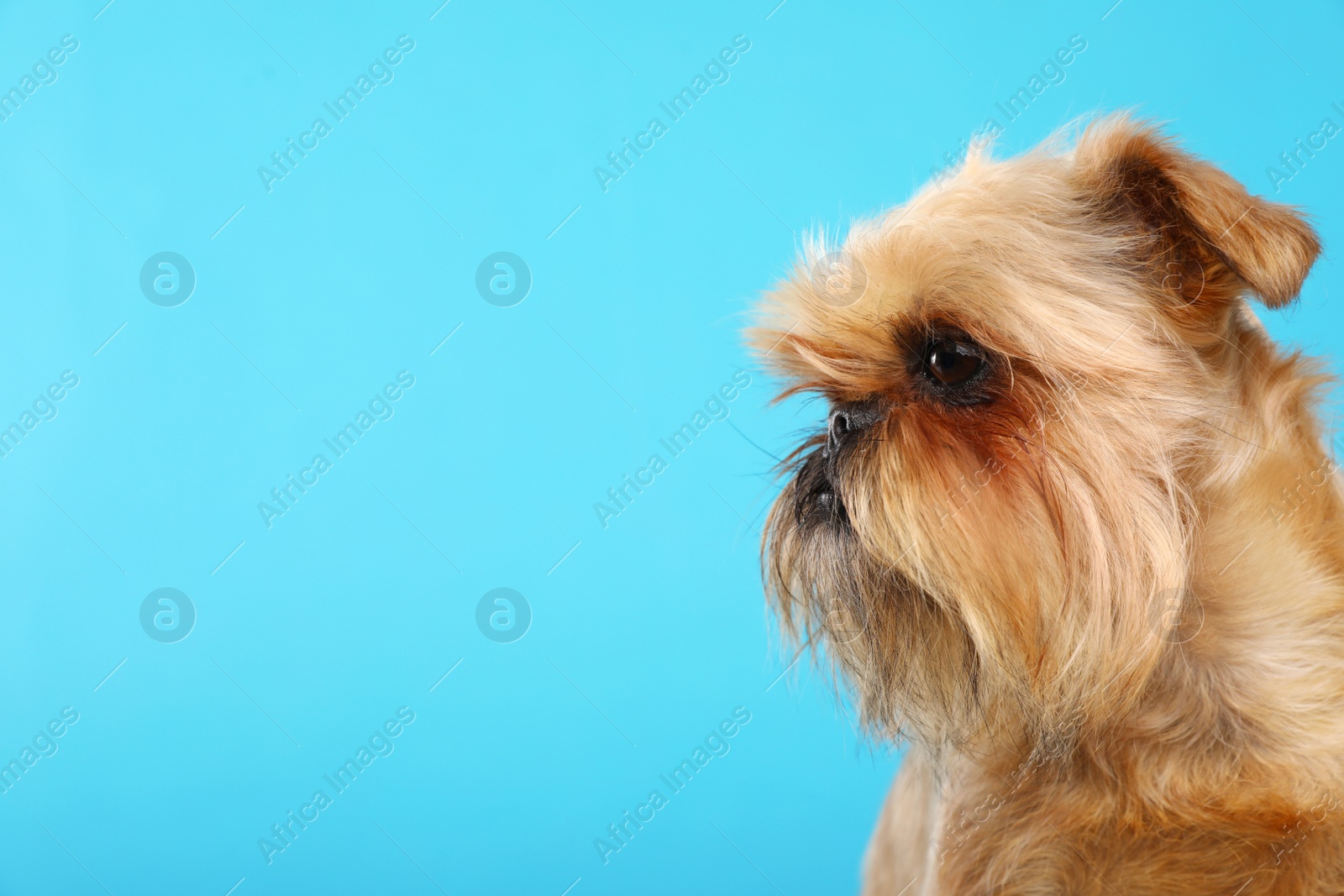 Photo of Studio portrait of funny Brussels Griffon dog on color background. Space for text