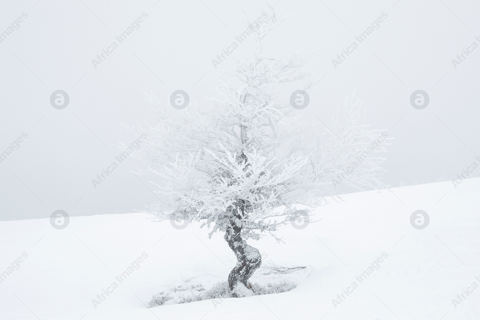 Photo of Beautiful tree covered with snow on winter day