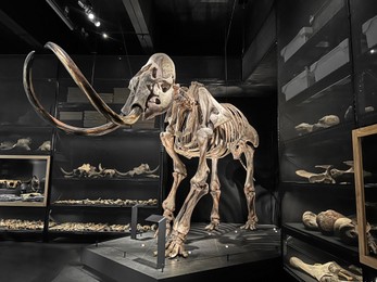 Photo of Life size skeleton of mammoth in museum