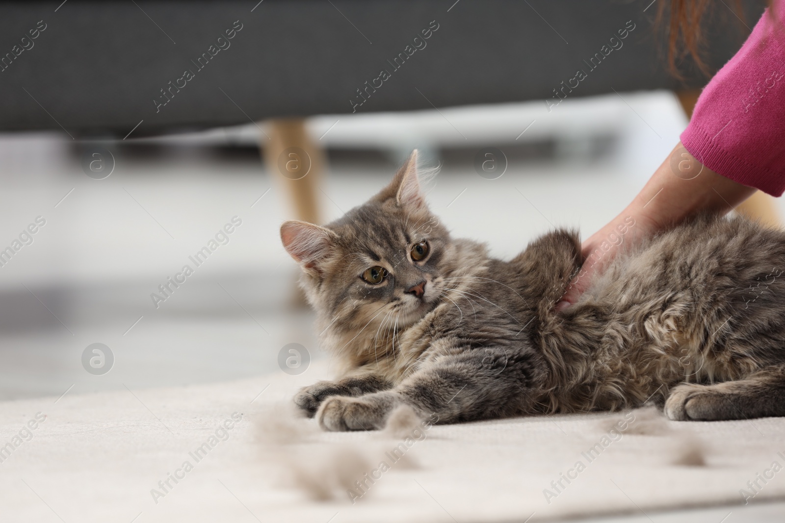 Photo of Cute cat and pet hair on carpet indoors, closeup. Space for text