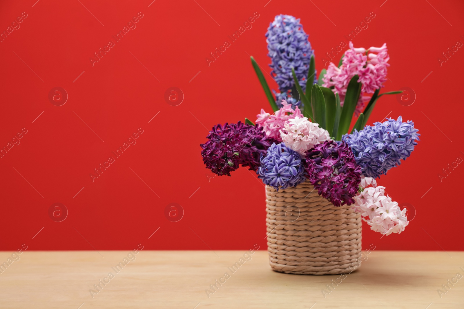 Photo of Beautiful hyacinths in wicker pot on table against color background, space for text. Spring flowers