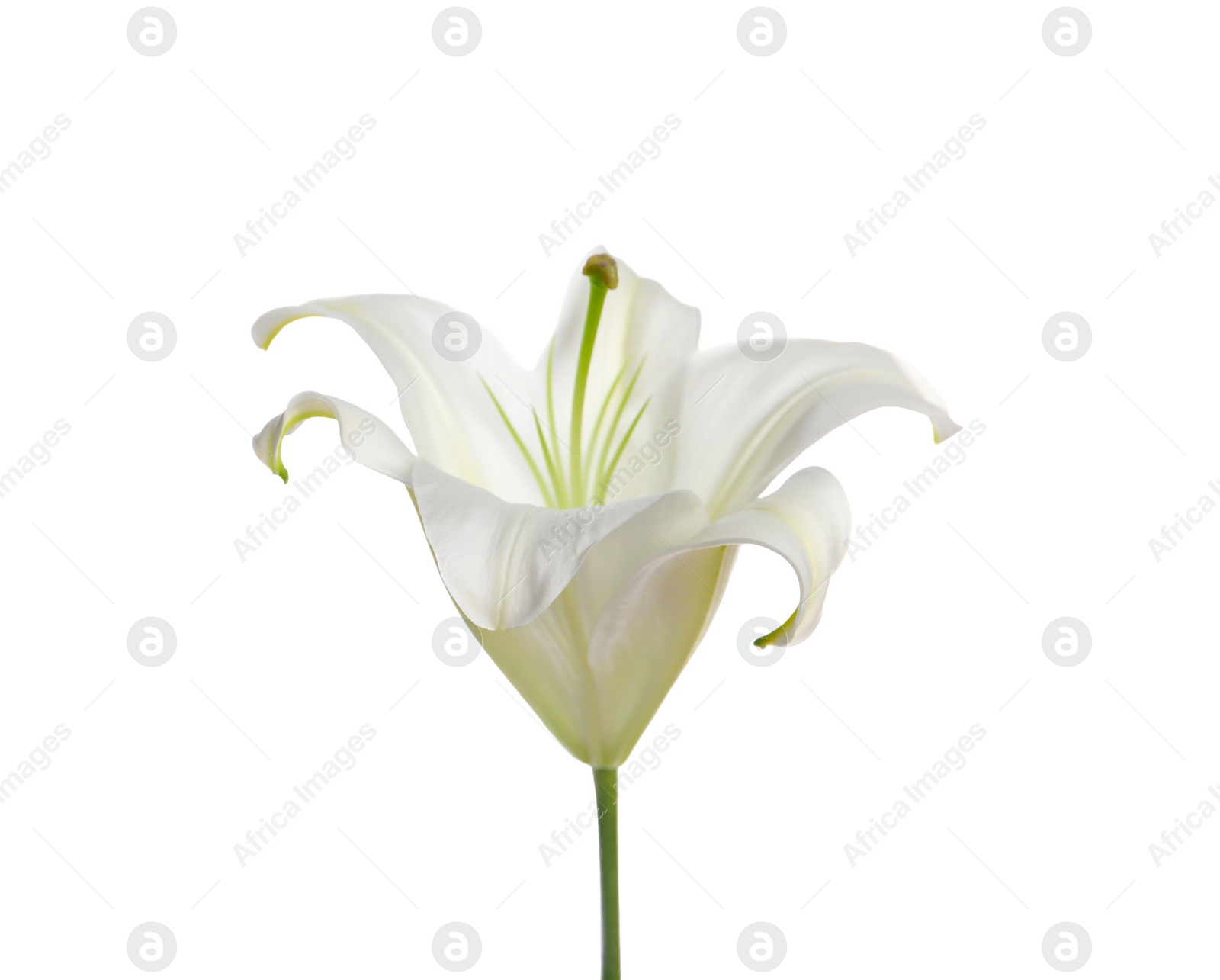 Photo of Beautiful fresh lily flower isolated on white