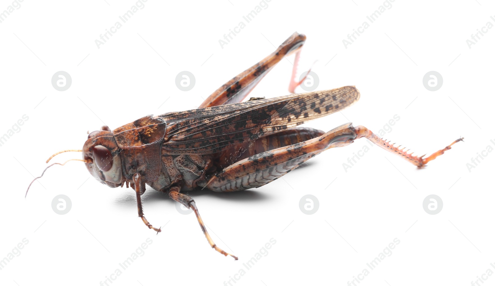 Photo of Brown grasshopper isolated on white. Wild insect