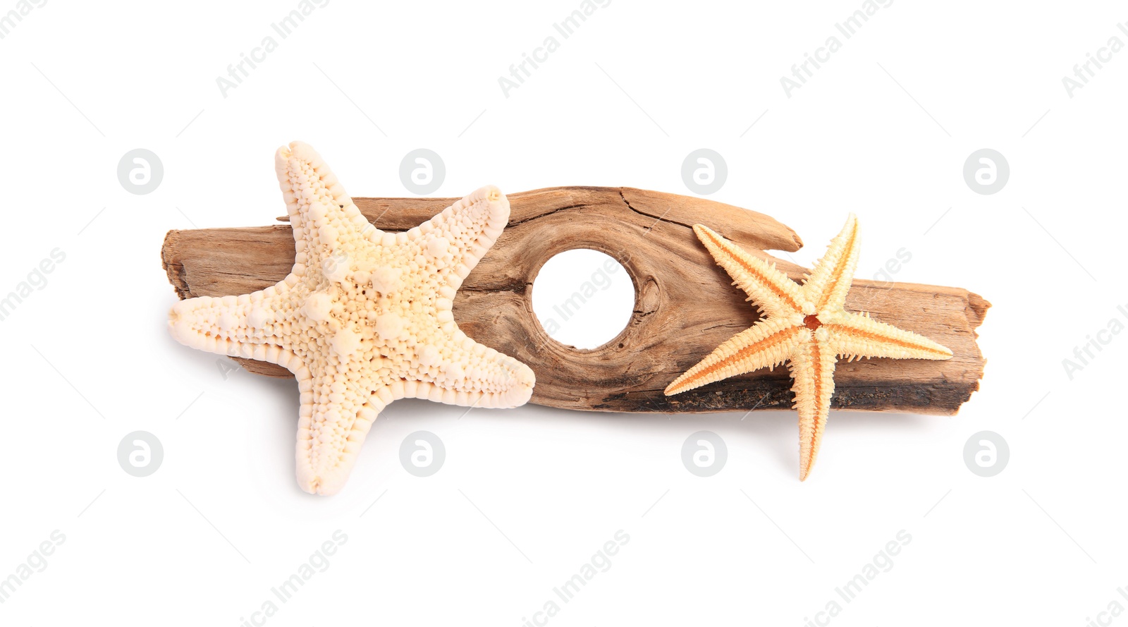 Photo of Beautiful sea stars (starfishes) and tree bark isolated on white