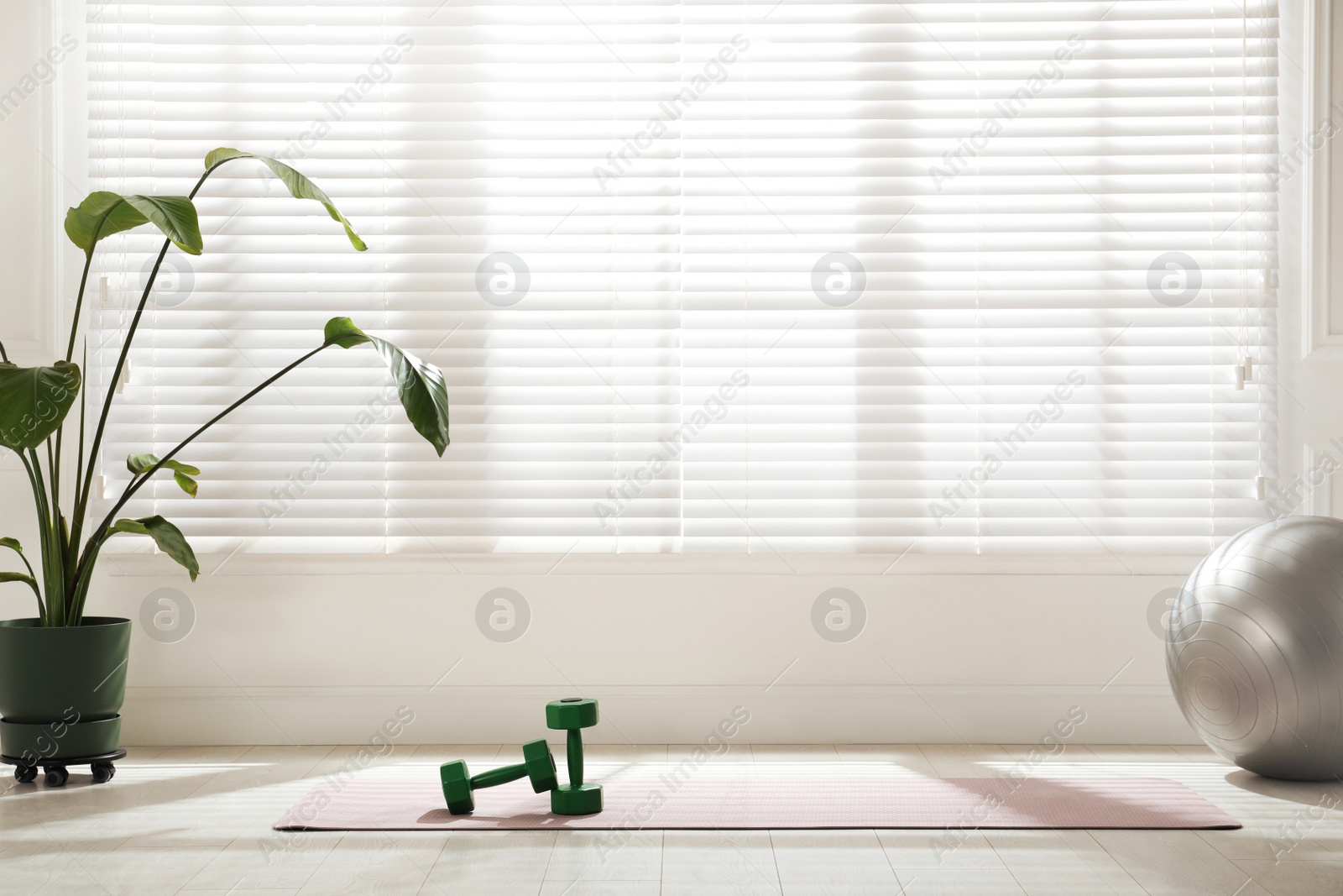 Photo of Exercise mat, dumbbells, fitness ball and houseplant near window in spacious room