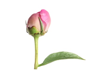 Closed bud of peony flower isolated on white