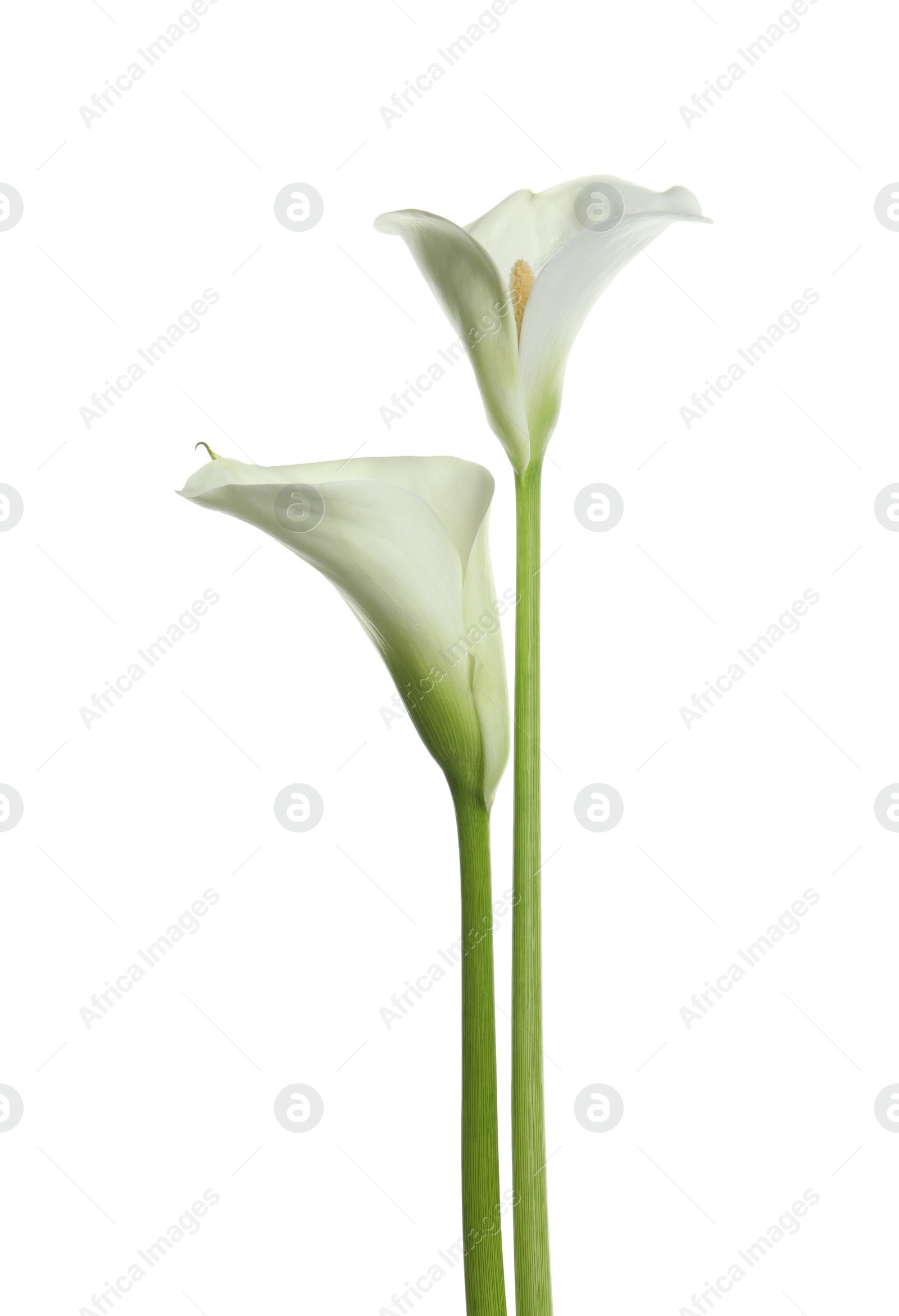 Photo of Beautiful calla lily flowers on white background